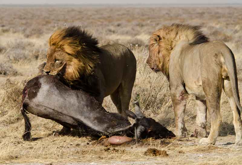 17 - Namibia - leones comiendo - parque nacional de Etosha